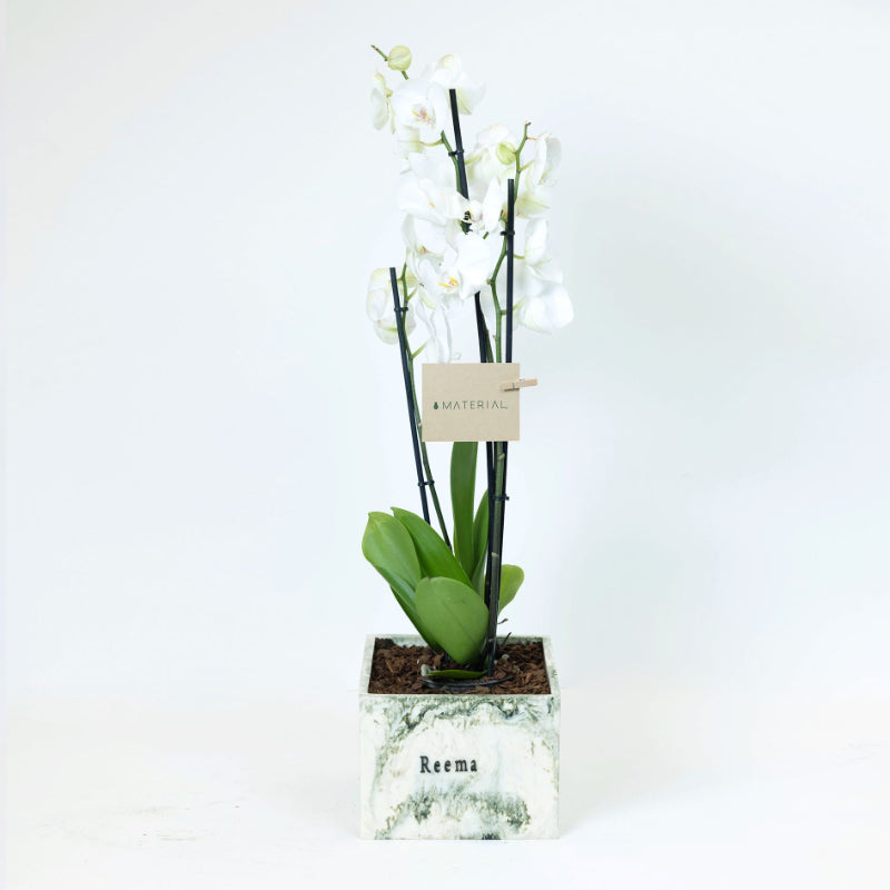 Orchids in a Customized Resin Vase - Beige