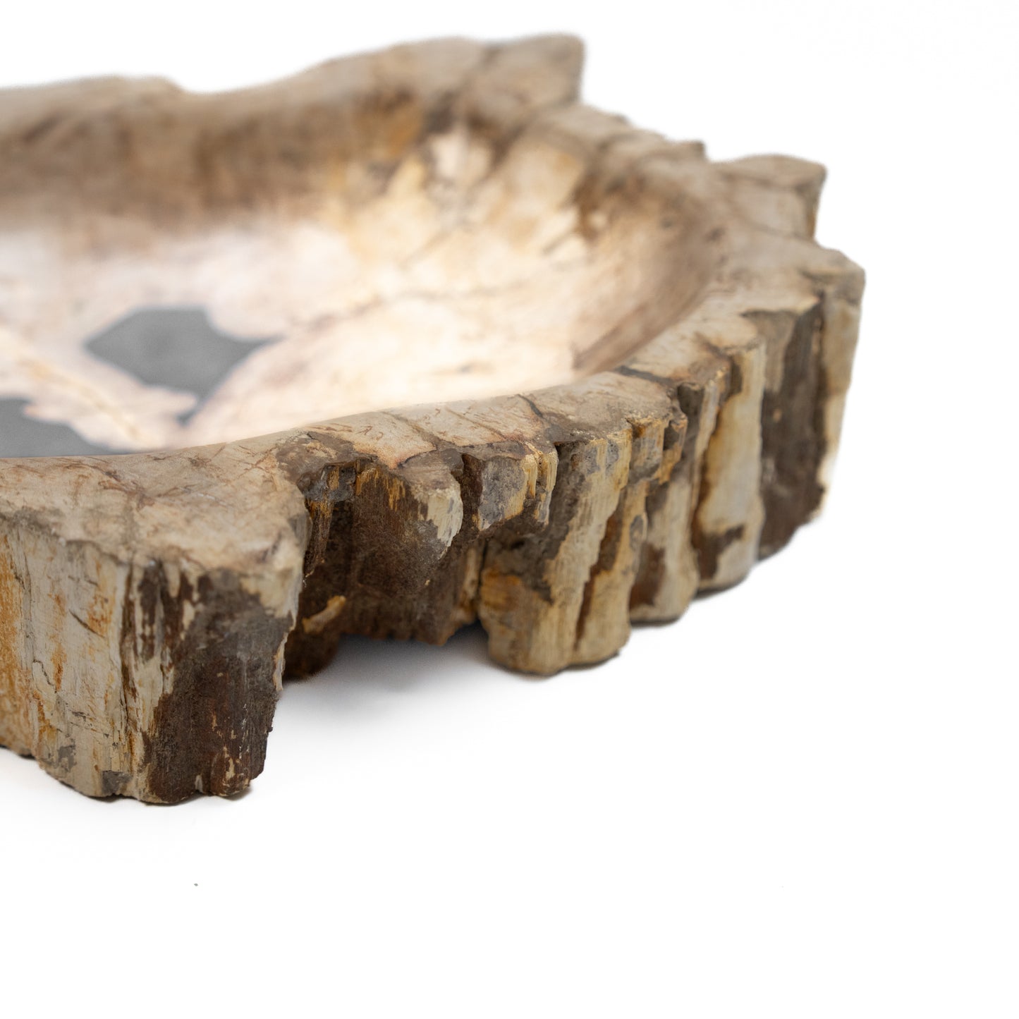 Petrified Wood