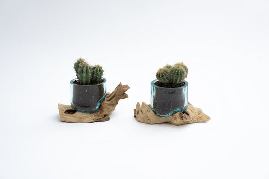 Mini Giveaway Wood x Glass Vase - 20 Pieces With Plant