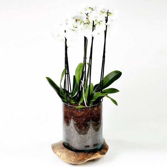 XL Wood x Glass Vase with Orchids - Customized