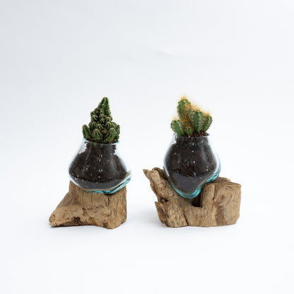 Mini Giveaway Wood x Glass Vase - 20 Pieces With Plant