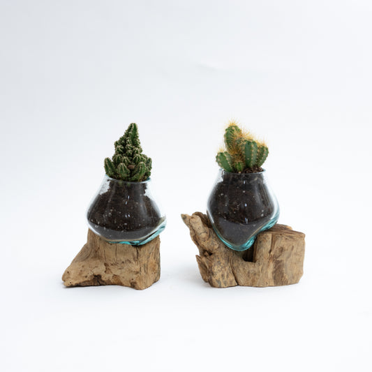 Mini Giveaway Wood x Glass Vase - 20 Pieces With Plant