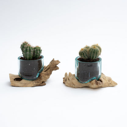 Mini Giveaway Wood x Glass Vase - 20 Pieces With Plant