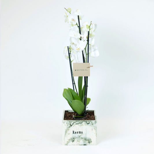 Orchids in a Customized Resin Vase - Beige