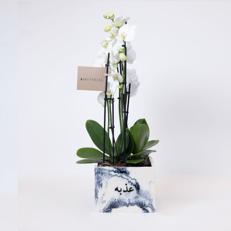 Orchids in a Customized Resin Vase - Grey