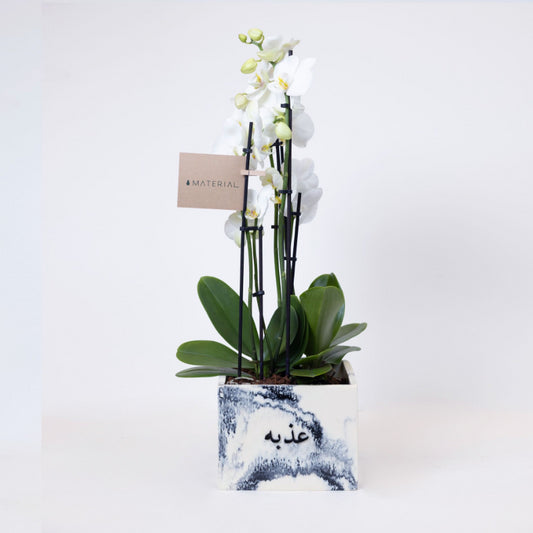 Orchids in a Customized Resin Vase - Grey