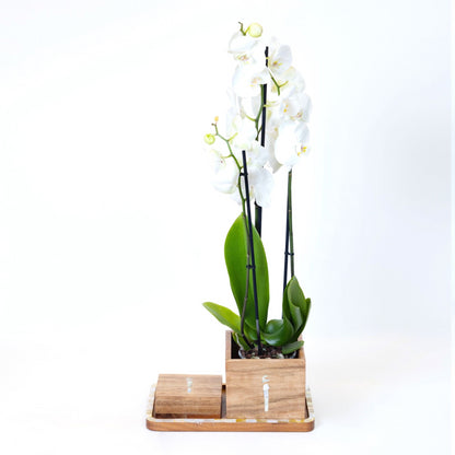 Wood x Mother of Pearl Gift Set - Customized Letter With Orchids