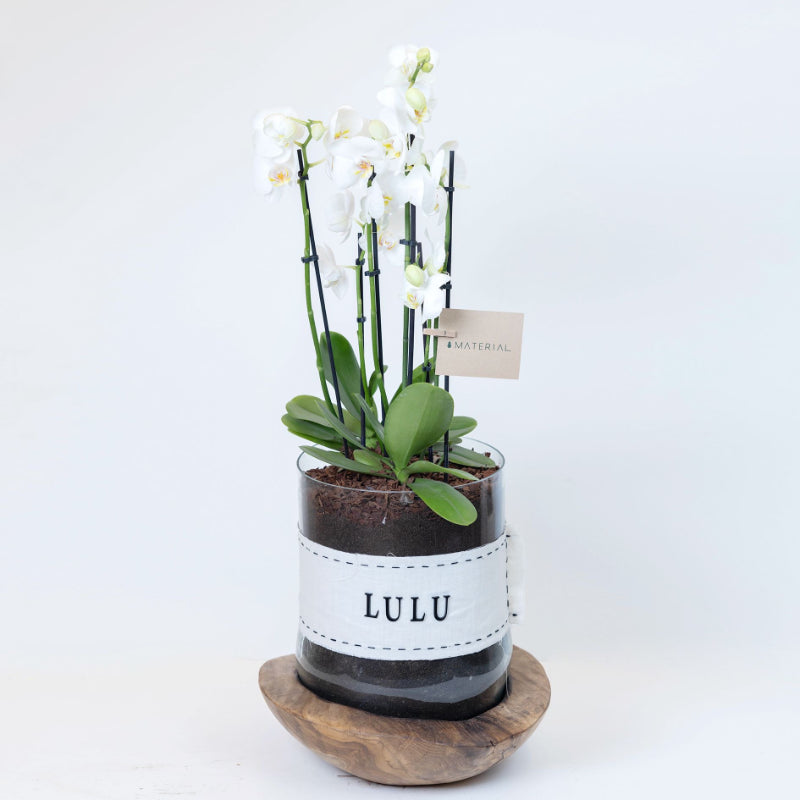 XL Wood x Glass Vase with Orchids - Customized