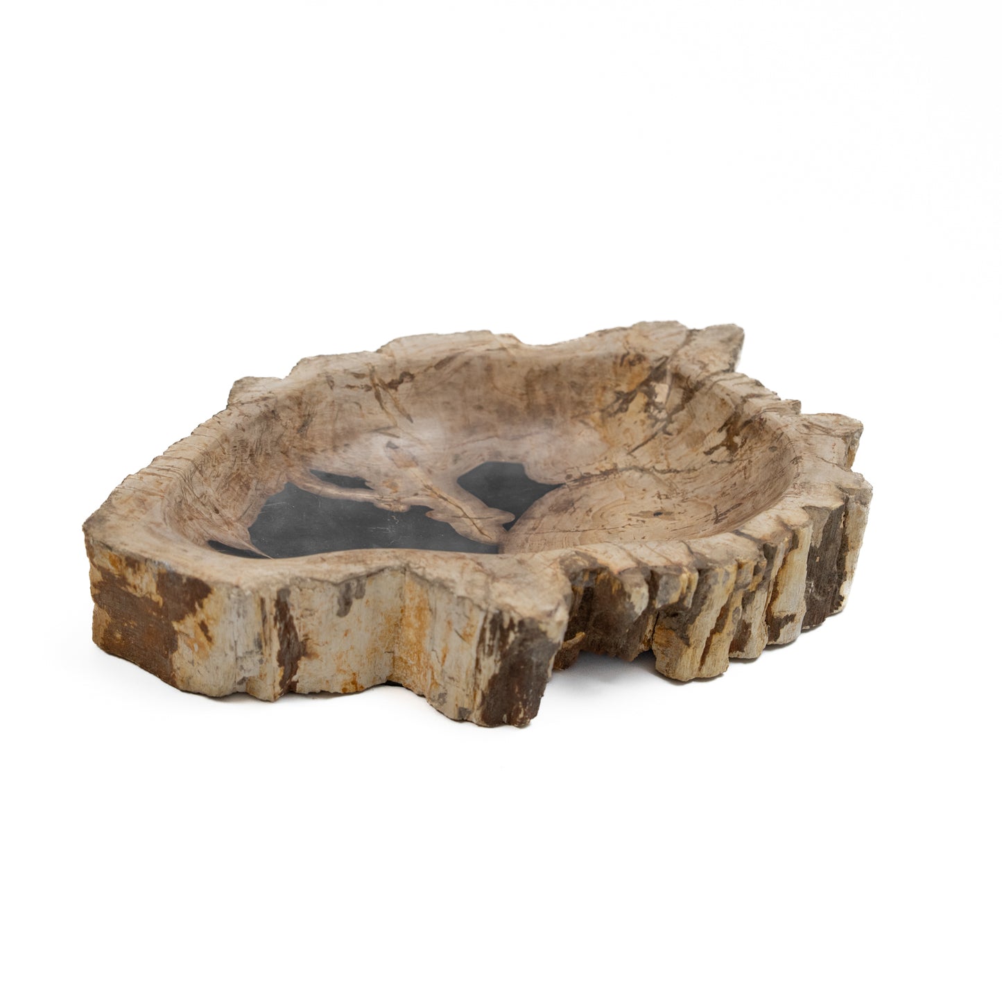 Petrified Wood