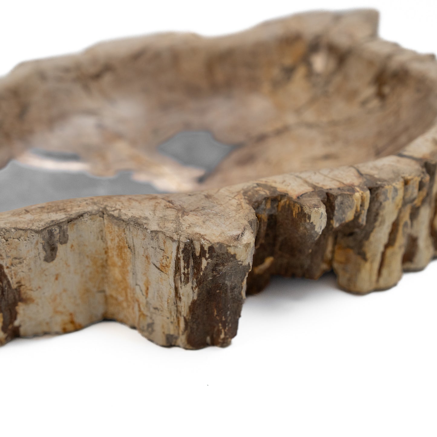 Petrified Wood