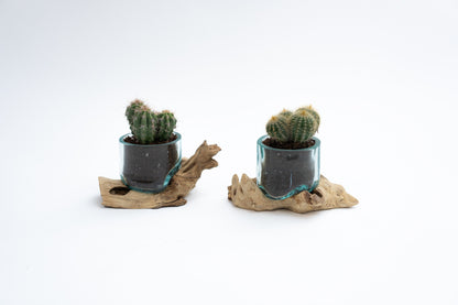 Mini Giveaway Wood x Glass Vase - 20 Pieces With Plant