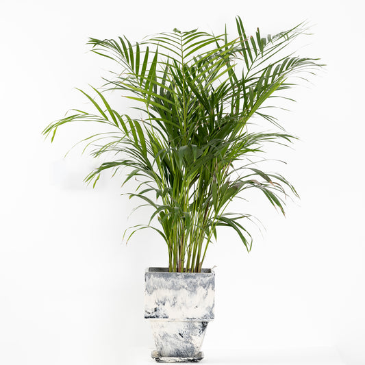 Plant Pot in Grey Resin - Large With Plant