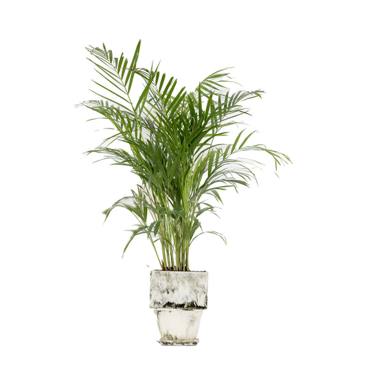 Plant Pot in Beige Resin - Large With Plant