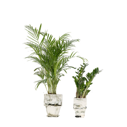 Plant Pot in Beige Resin - Large With Plant