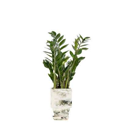 Plant Pot in Beige Resin - Small With Plant
